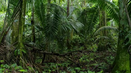 moving forwards between the large, green colored fiber palm, aphandra natalia, leaves inside a tropi