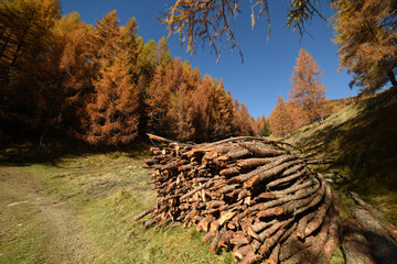 Poster - autunno colori autunnali legna legname 