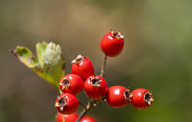 Wall Mural - a branch with Crataegus monogyna fruits