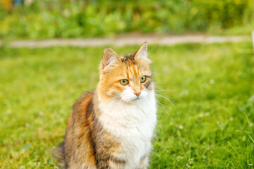 Wall Mural - Arrogant short-haired domestic funny tabby cat sneaks through fresh green grass meadow background. Kitten walks outdoors in garden backyard on summer day. Pet care health and animals concept.