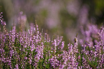 Wall Mural - Heidekraut, Trupbacher Heide mit blühenden Pflanzen, Calluna vulgaris
