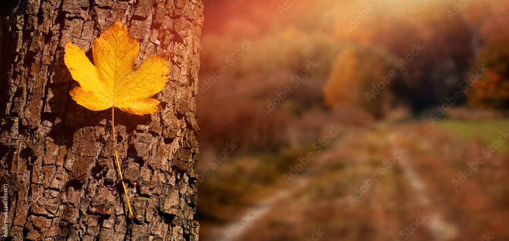 jesień, jesienny liść na tle wiejskiej drogi w kolorach jesieni - obrazy, fototapety, plakaty 