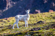 © Mark A. McCaffrey - Wild juvenile dall sheep walking on the alpine tundra of the Chugach mountains in Alaska.
