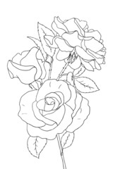 Wall Mural - Black and white outline vector coloring book page for adults and children. Flowers roses with thorns and leaves