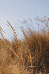 Naklejka na meble Dunes on beach - Lagos, Portugal