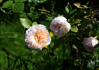 Wall Mural - roses