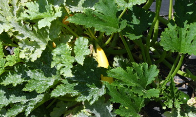 Canvas Print - courgette