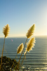 Poster - Sun lights up ripples across sea from horizon and backlights the pampas flowers on side of Mount Maunganui scenic view with pampas grass flower, vertical composition.