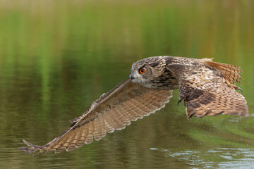 Wall Mural - European Eagle Owl (Bubo bubo) flying over a lake in Gelderland in  the Netherlands.     