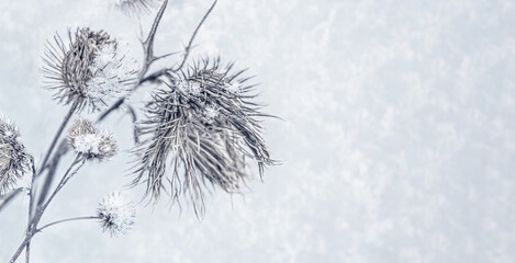  Banner with a frost and snow covered thistles in a wild field in winter