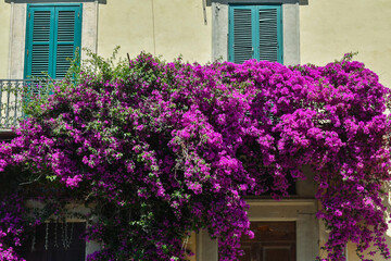 Poster - A lush climbing plant of Bougainvillea
with pink fuchsia flowers on the facade of an old house with closed green shutters, Tuscany, Italy