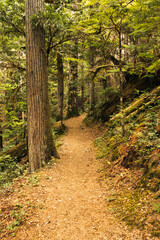 Fototapeta lady fall trails, acces to the waterfall, vancouver island, bc