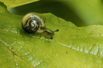 Canvas Print - Little snail