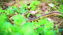 Closeup Of Small Ribbon Garter Snake On Garden Ground With Foliage Green Leaves In Summer At Virginia Flicking, Smelling With Tongue