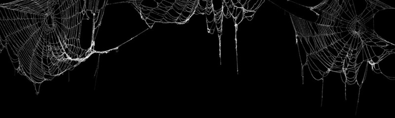 Wall Mural - real creepy spider webs hanging on black banner
