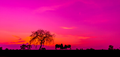 Wall Mural - Amazing sunset and sunrise.Panorama silhouette tree in africa with sunset.Tree silhouetted against a setting sun.Dark tree on open field dramatic sunrise.Safari theme.Giraffes , Lion , Rhino.