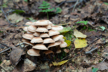 Poster - Gymnopus mushrooms growing in natural environment