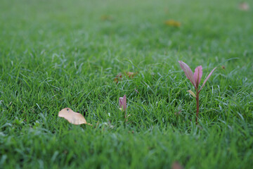 Canvas Print - red and green grass in the grass