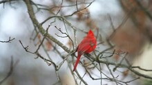 Closeup Of One Red Northern Male Cardinal Bird Back, Cardinalis, Perched On Oak Tree Branch In Snowing Winter Snow Weather Season In Virginia