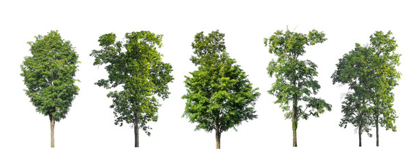 Wall Mural - Set of trees silhouette for brush on white background