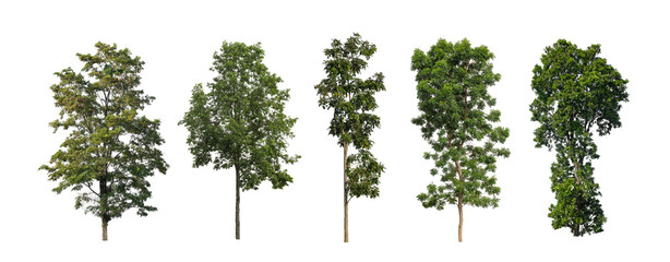 Wall Mural - Set of trees silhouette for brush on white background