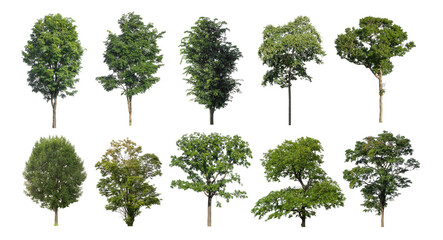 Wall Mural - Set of trees silhouette for brush on white background