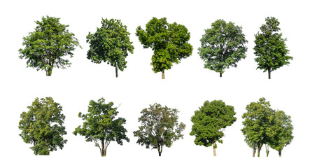 Wall Mural - Set of trees silhouette for brush on white background