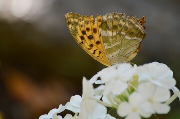 Wall Mural - a butterfly with large colorful wings on a white flower