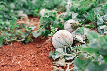 Cantaloupe melon plant field copy space