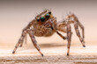 jumping spider on the floor.
