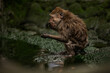 A monkey drinking water from a waterhole on hot summer day in Bali garden
