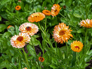 Wall Mural - Pretty marigold flowers, Calendula officinalis Pink Surprise