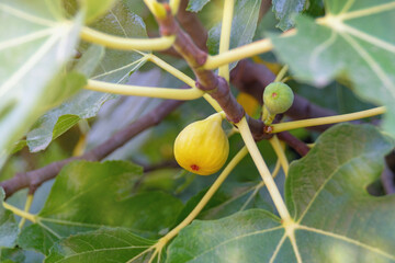 Wall Mural - Branch of fig tree (Ficus carica) with leaves and fruit. Bokeh