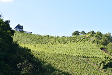 Wall Mural - steile Weinberge bei Alf