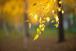 Closeup Yellow autumn leaves of a birch  on a tree branch lit by the bright sun on a blurred background of trees.