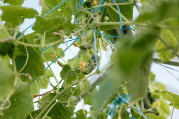 Wall Mural - Small cucumbers grow on a bush in a garden bed at a summer cottage