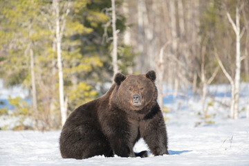 Wall Mural - Big male brown bear sitting in the snow in winter forest in Finland near Russian border