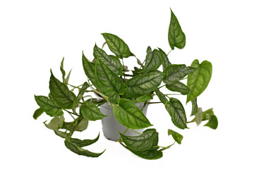 Wall Mural - Exotic 'Monstera Siltepecana' houseplant in flower pot on white background