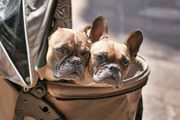 Two French Bulldog dogs sticking heads out of dog buggy