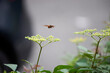 飛んでいるスズメバチ・ヤブガラシの花・アップ・マクロ