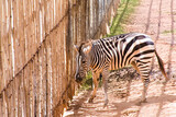 Fototapeta Konie - A zebra was standing looking out of a large bamboo fence.