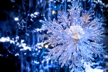 Christmas Frozen Star In Blue Winter Lights