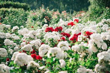 Sticker - White and red rose flower on the background of blurred flower plants in the rosary. Nature.	