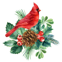 Red Cardinal. Christmas Arrangement On White Background, Watercolor Drawings, 