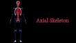 Human Skeleton Axial Skeleton Anatomy 3D