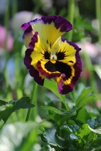 Yellow And Purple Petunia Flower 