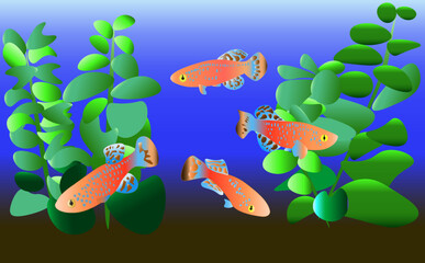 Killifish  aquarium  卵生メダカ　ラコビー　水槽イラスト