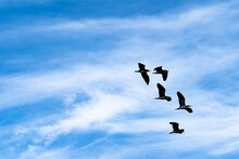 Silhouette Flying Bird On Blue Sky.