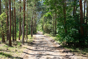 Wall Mural - Among the trees of the pine forest is a dirt road