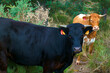 krowy zwierzęta natura rośliny kolczyki